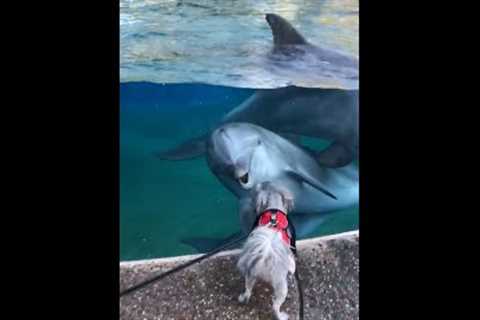 Adorable Dolphin & Puppy Become BEST FRIENDS! #Shorts