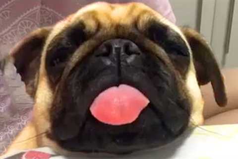 Pug Sticks Tongue Out While Sleeping | Funny Pet Videos