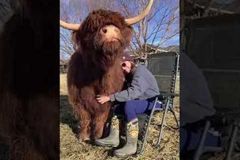 Happy Cow Enjoys Gentle Scratches! #Shorts