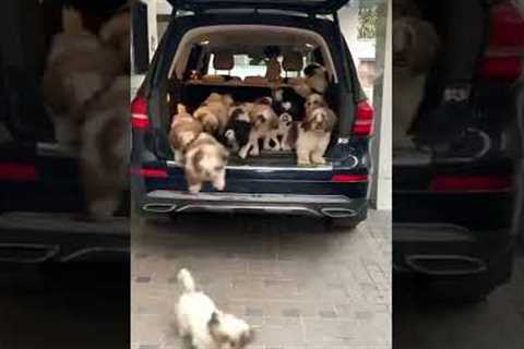 Adorable Puppies Jump Out of Car's Trunk! #Shorts