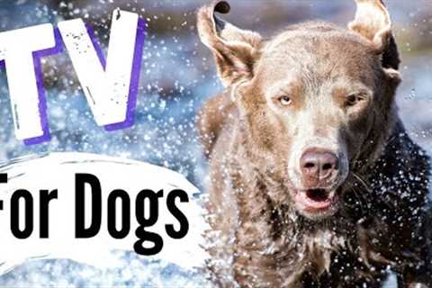 TV For Dogs: Videos For Dogs To Watch | Dog's Playing | Eases Loneliness | With Narration