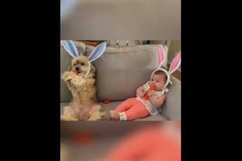 Dog And Baby Wearing Bunny Ears Headbands Eat Carrots on Couch #Shorts