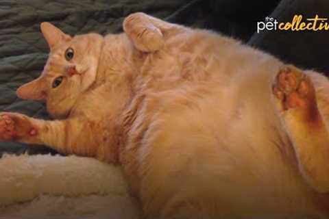 The Most Lovable FAT CATS ?