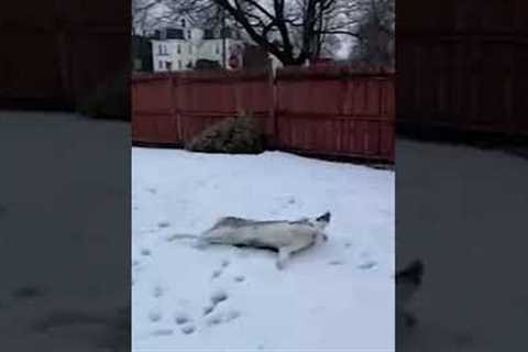 Husky Enjoying Snow #shorts