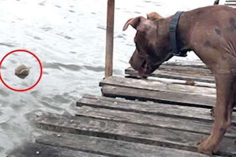 Smart Dog Retrieves His Ball Fall Into River - Cute Pitie