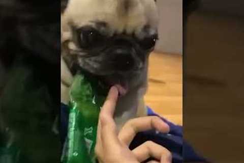 Pug Sticks Tongue Out #shorts