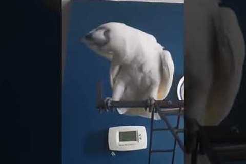 Cockatoo Dances and Bangs Head Like Rockstar #Shorts