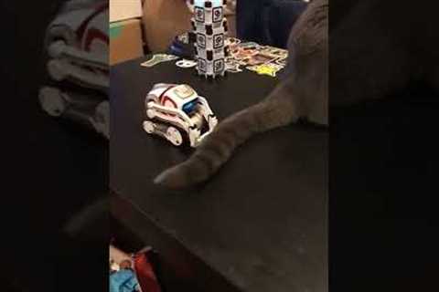 Robot Catching Cat Tail #shorts