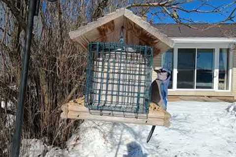 Bird Feeder on the Mighty St. Lawrence - April 21, 2022