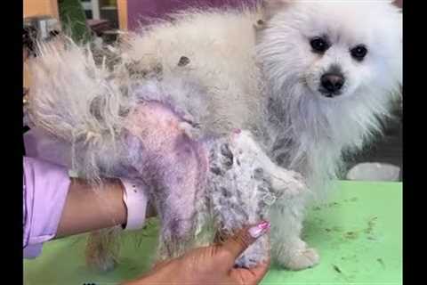 Poor Pomeranian Has Severely Matted Fur - See the Incredible Grooming Transformation