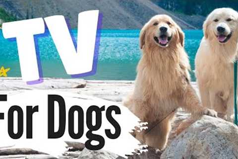 TV for Dogs | Videos for Dogs To Watch| Dog's Playing and Walking | With Narration