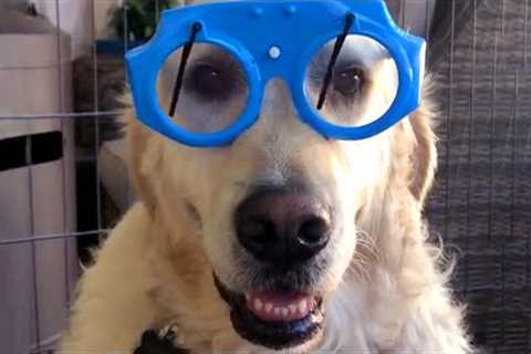 Golden Retriever Wears Wiper Glasses | Funny Pet Videos