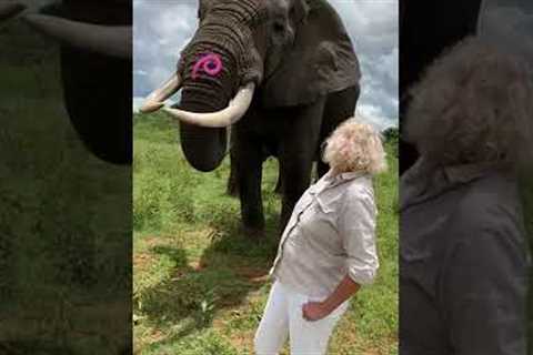 Adorable Elephant Pranks Human! #Shorts