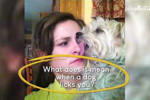 What Does it Mean When Your Dog Licks You?