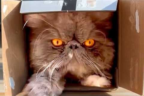 Even Angry Cats Love Small Boxes | Funny Pet Videos