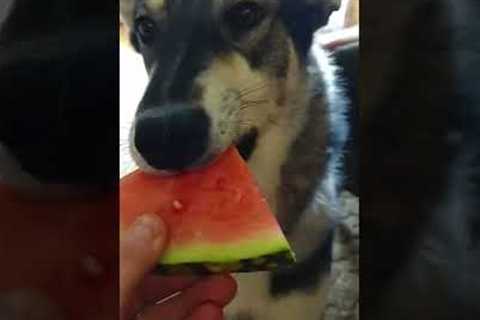 Funny Pup LOVES Watermelon! #Shorts