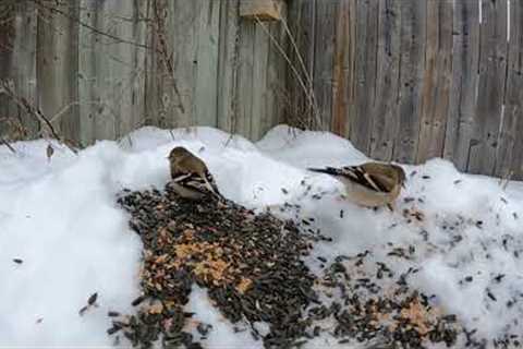 Backyard Finches - April 25, 2022