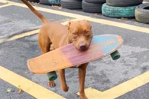 Skateboarding Dog - My Hulk Dog Love Carrying Skateboard