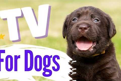 TV for Dogs | Videos for Dogs To Watch | PUPPIES & DOGS - With Narration