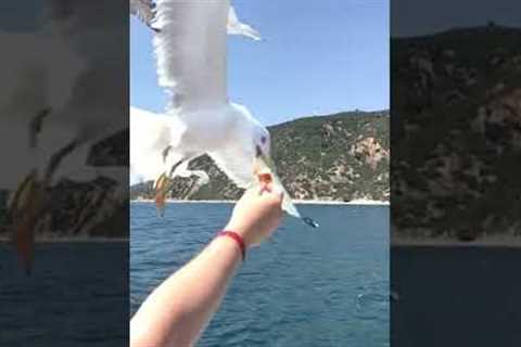 Seagull Grabs Food From Hand #shorts