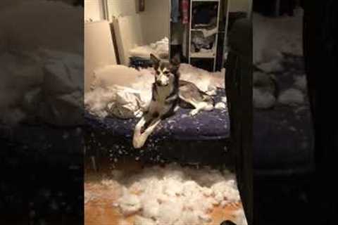 Husky Destroys Bedroom #shorts