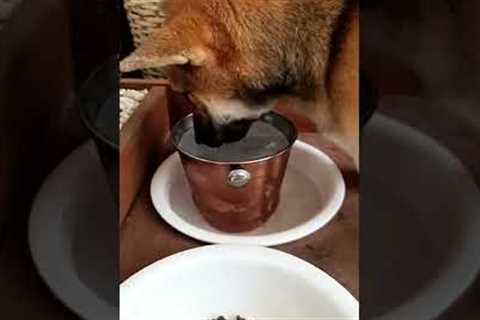 Dog Licks Ice bucket #shorts