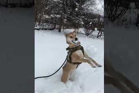 Dog Plays With Snow #shorts