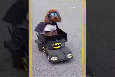 Funny Dog Becomes Batman! #Shorts