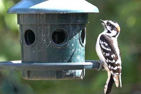 Backyard Bird Feeder - 10 Hours - April 29, 2022