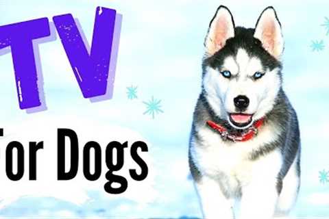 TV for Dogs! Videos For Dogs To Watch | Gorgeous HUSKIES - With Narration