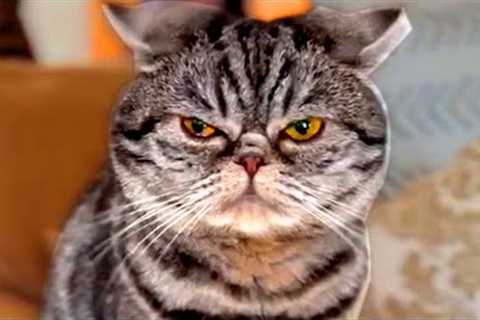 This Cat Is Adorably Mad | Funny Pet Videos