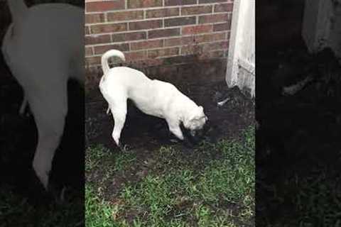 Funny Pup Makes a HUGE Muddy Mess! #Shorts