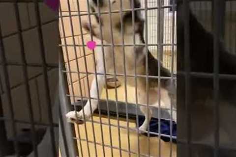 Cute Pup Freaks Out Over Adoption News! #Shorts