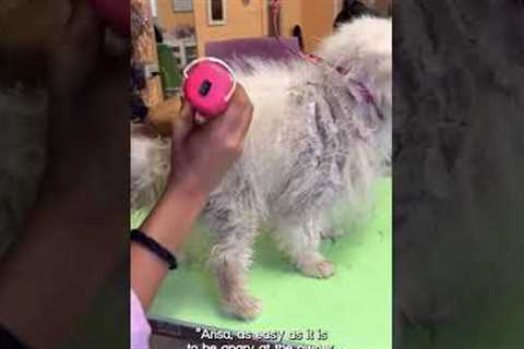 Amazing Groomer Rescues Neglected Pup! #Shorts