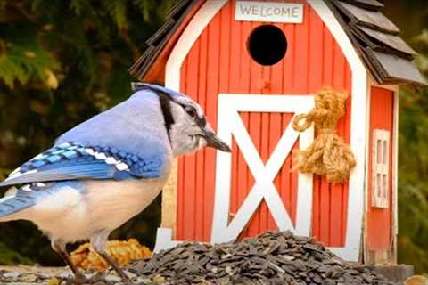 Blue Jays and Squirrels at the Barn - 10 Hours - May 02, 2022