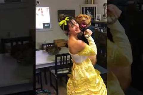 Adorable Pup Dances In A Tux! #Shorts