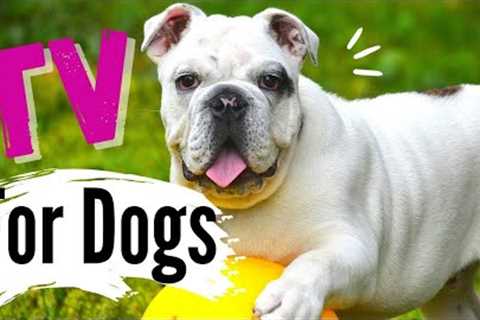 TV for Dogs! Dogs Playing With BALLS | Fun Entertainment for Dogs | With Narration