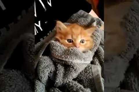 Adorable Blanket Burrito Cat #shorts