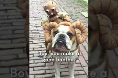 Funny Pup LOVES Star Wars Costume! #Shorts