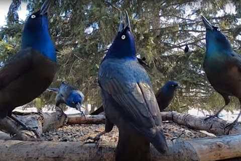 A Group of Grackles AKA a Plague - 10 Hours - May 04, 2022