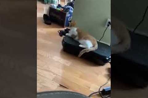 Cat On Vibrating Machine #shorts