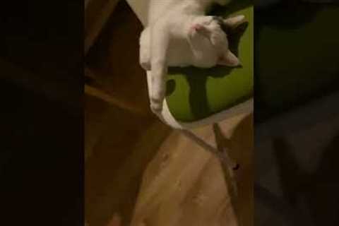 Cat Lays On Chair In Silly Way #shorts