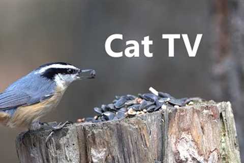 TV for Pets - 10 Hours of Forest Animals - May 05, 2022