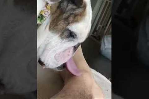 Dog Licks Owner's Foot by Wagging Tongue Weirdly #Shorts