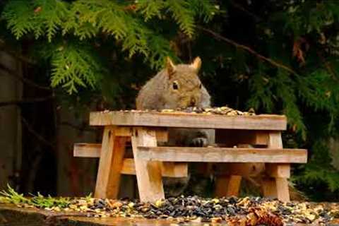 Picnic for Squirrels - 10 Hours - May 06, 2022