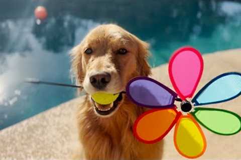 Happy Dog Holds Ball And Pinwheel | Best Pets Of The Week