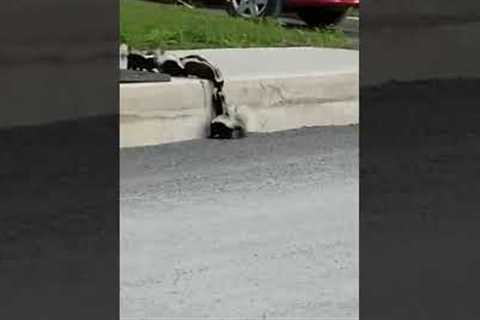 Amazing Mother Skunk Rescues Her Babies! #Shorts