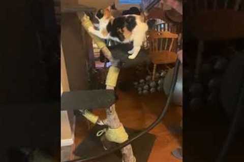 Cat Gets Tail Vacuumed #shorts