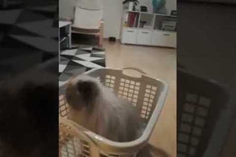 Cat Rides Rumba With Basket #shorts