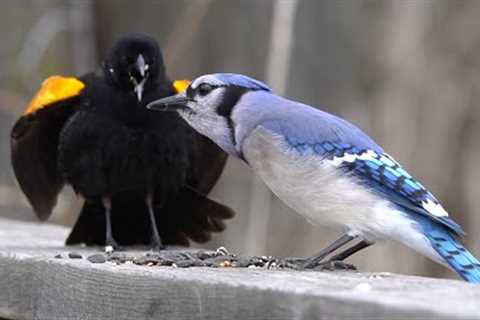 Videos for Pets - 10 Hours of Birds on the Boardwalk - May 10, 2022